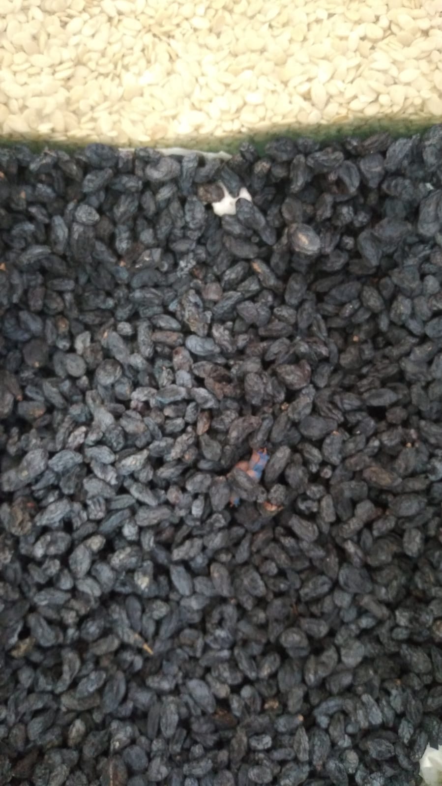 BLACK KISMIS SEED