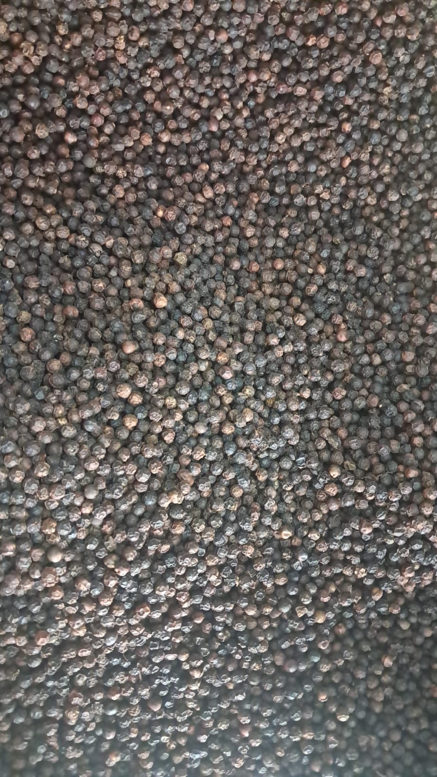 BLACK PEPPER